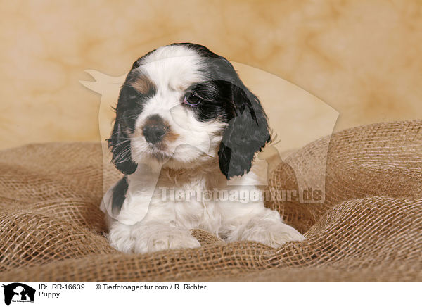 American Cocker Spaniel Welpe / Puppy / RR-16639