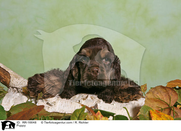 American Cocker Spaniel Welpe / Puppy / RR-16648