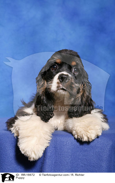 American Cocker Spaniel Welpe / Puppy / RR-16672