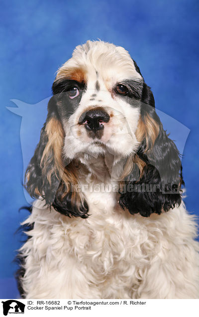 American Cocker Spaniel Welpe Portrait / Cocker Spaniel Pup Portrait / RR-16682