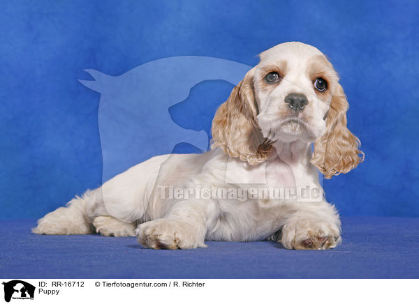 American Cocker Spaniel Welpe / Puppy / RR-16712