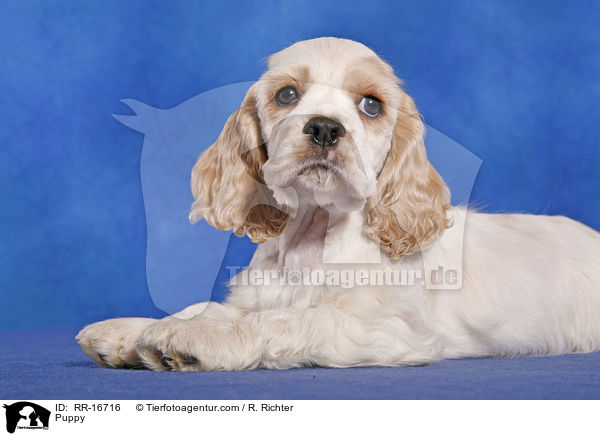 American Cocker Spaniel Welpe / Puppy / RR-16716
