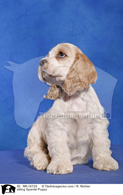 sitzender American Cocker Spaniel Welpe / sitting Spaniel Puppy / RR-16725