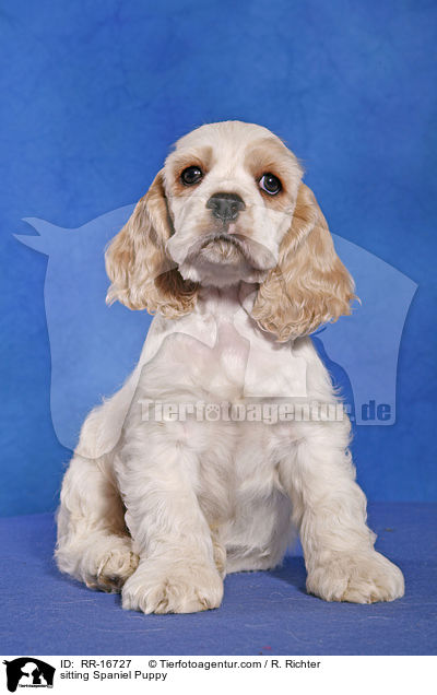 sitzender American Cocker Spaniel Welpe / sitting Spaniel Puppy / RR-16727