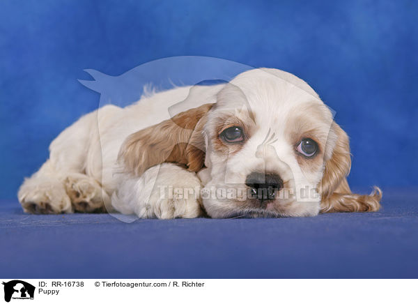 American Cocker Spaniel Welpe / Puppy / RR-16738