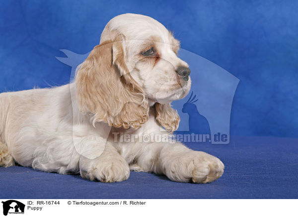 American Cocker Spaniel Welpe / Puppy / RR-16744