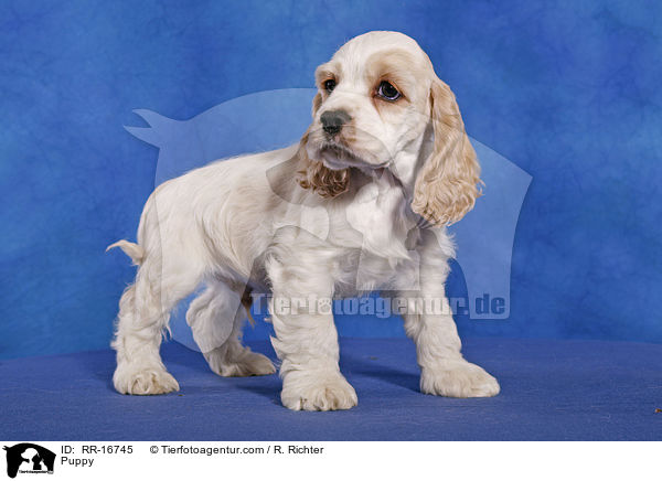 American Cocker Spaniel Welpe / Puppy / RR-16745