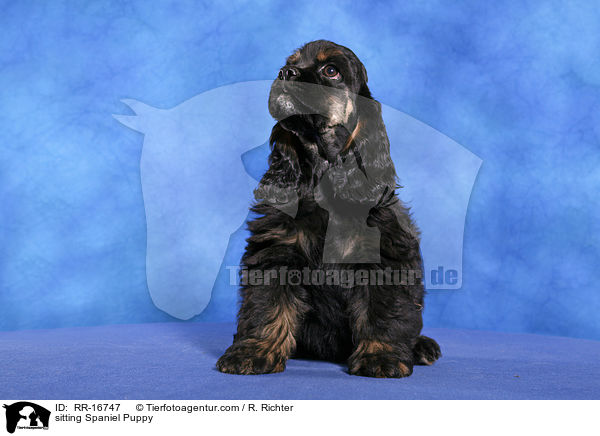sitzender American Cocker Spaniel Welpe / sitting Spaniel Puppy / RR-16747