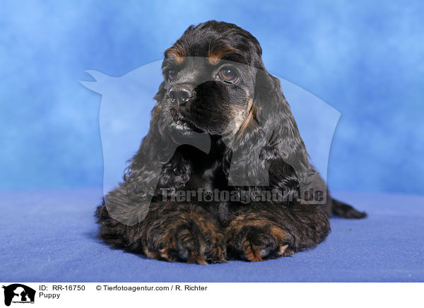 American Cocker Spaniel Welpe / Puppy / RR-16750