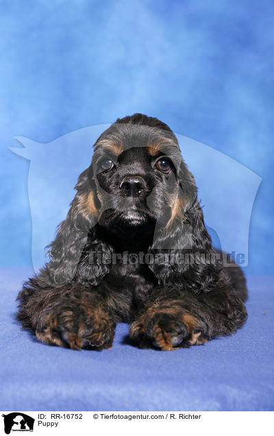 American Cocker Spaniel Welpe / Puppy / RR-16752