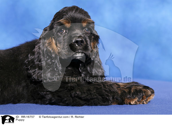 American Cocker Spaniel Welpe / Puppy / RR-16757