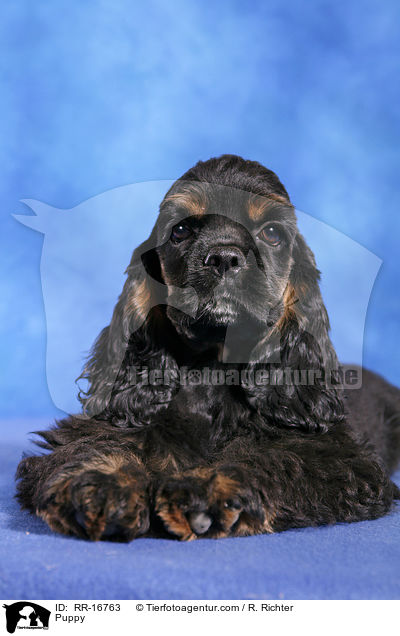 American Cocker Spaniel Welpe / Puppy / RR-16763
