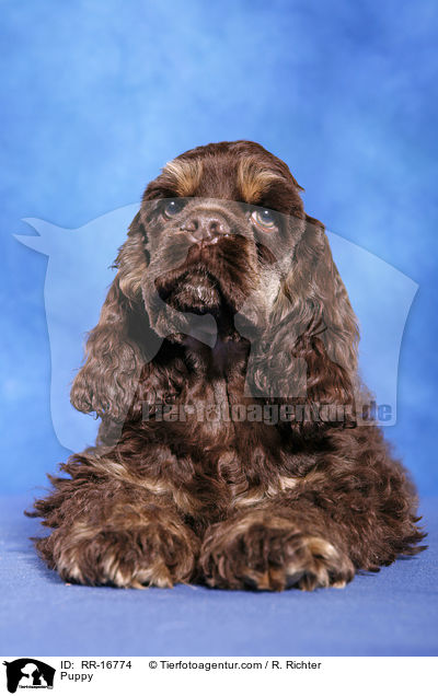 American Cocker Spaniel Welpe / Puppy / RR-16774