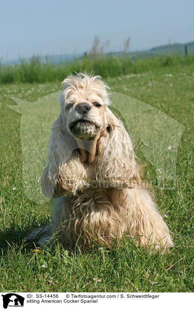 sitzender American Cocker Spaniel / sitting American Cocker Spaniel / SS-14456