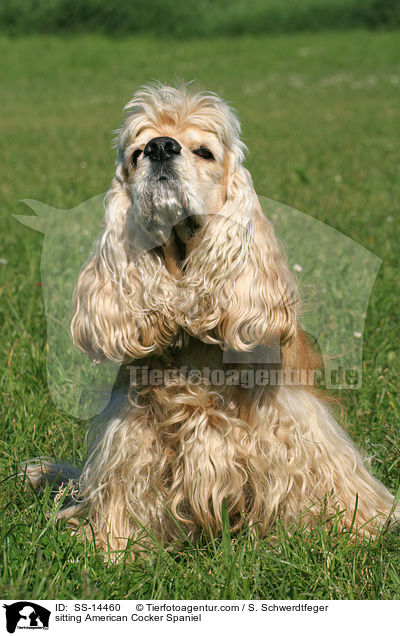 sitzender American Cocker Spaniel / sitting American Cocker Spaniel / SS-14460