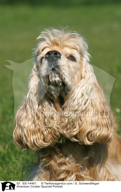 American Cocker Spaniel Portrait / American Cocker Spaniel Portrait / SS-14461