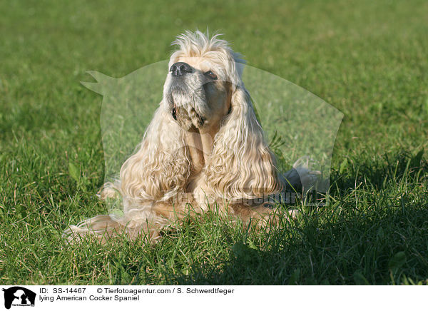 liegender American Cocker Spaniel / lying American Cocker Spaniel / SS-14467