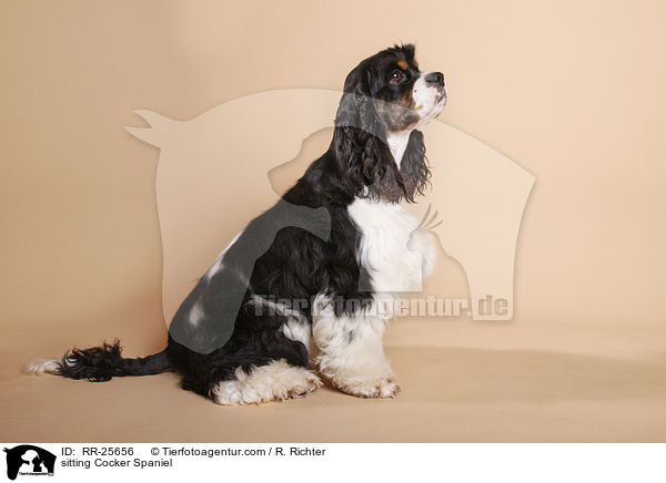 sitzender American Cocker Spaniel / sitting Cocker Spaniel / RR-25656