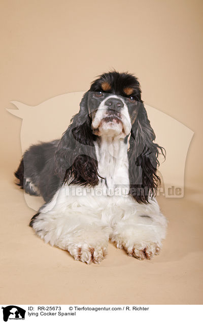 liegender American Cocker Spaniel / lying Cocker Spaniel / RR-25673