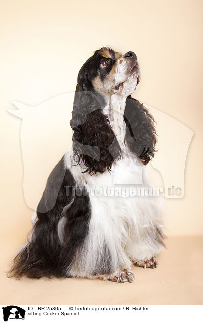 sitzender American Cocker Spaniel / sitting Cocker Spaniel / RR-25805
