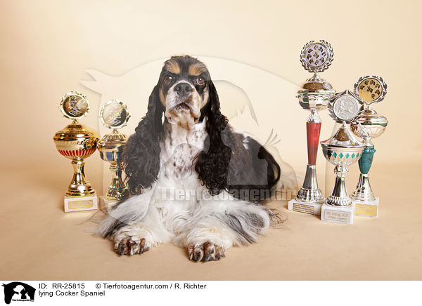 liegender American Cocker Spaniel / lying Cocker Spaniel / RR-25815