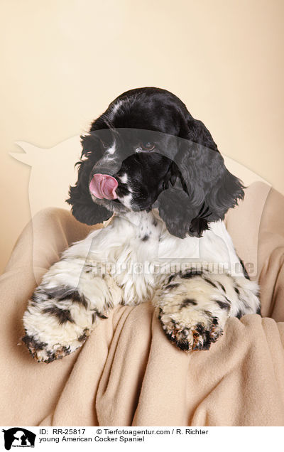 junger American Cocker Spaniel / young American Cocker Spaniel / RR-25817