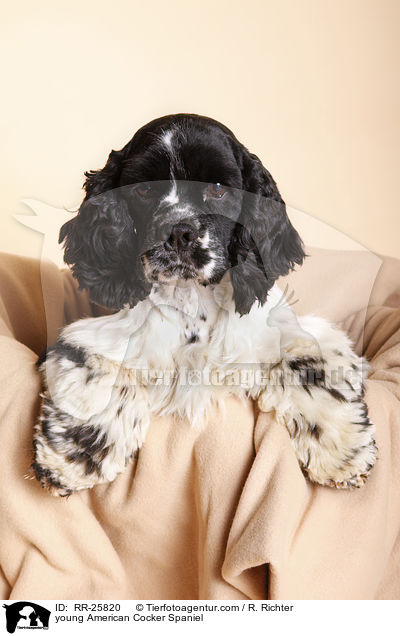 junger American Cocker Spaniel / young American Cocker Spaniel / RR-25820