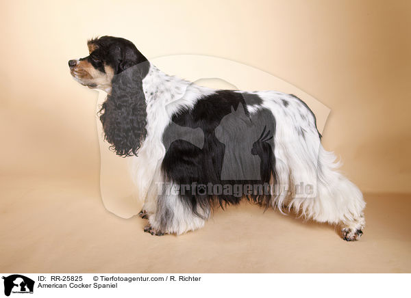 American Cocker Spaniel / American Cocker Spaniel / RR-25825