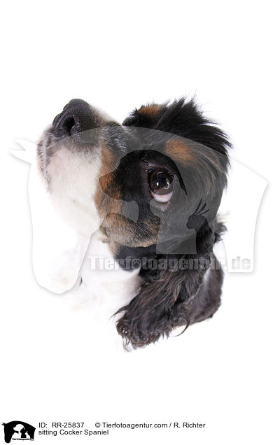 sitzender American Cocker Spaniel / sitting Cocker Spaniel / RR-25837