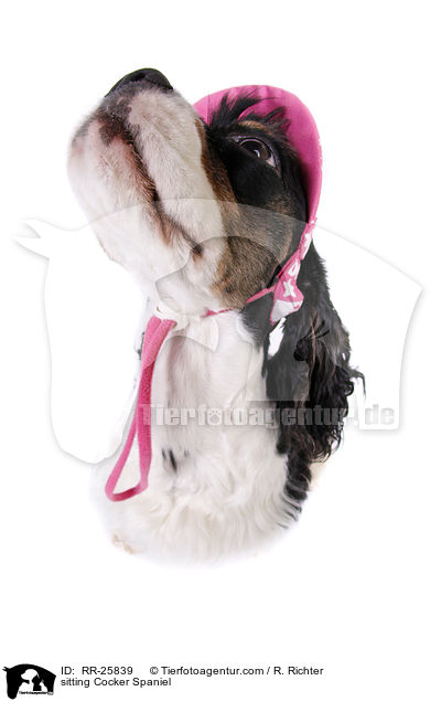 sitzender American Cocker Spaniel / sitting Cocker Spaniel / RR-25839