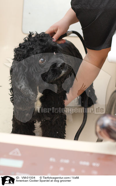 American Cocker Spaniel im Hundesalon / American Cocker Spaniel at dog groomer / VM-01004