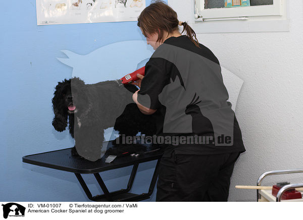American Cocker Spaniel im Hundesalon / American Cocker Spaniel at dog groomer / VM-01007
