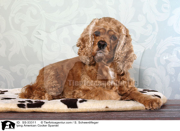 liegender American Cocker Spaniel / lying American Cocker Spaniel / SS-33311