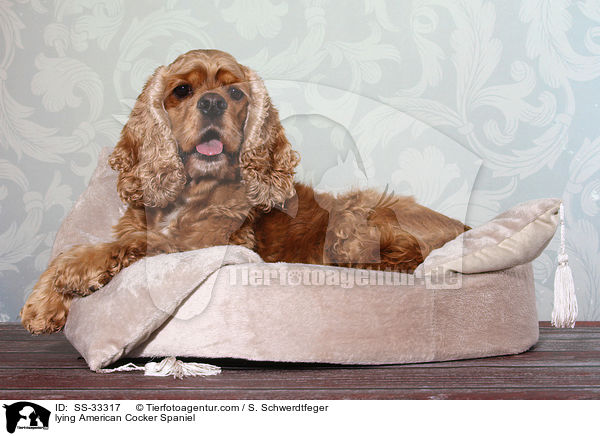 lying American Cocker Spaniel / SS-33317