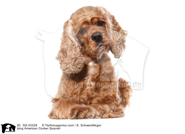 lying American Cocker Spaniel / SS-33328