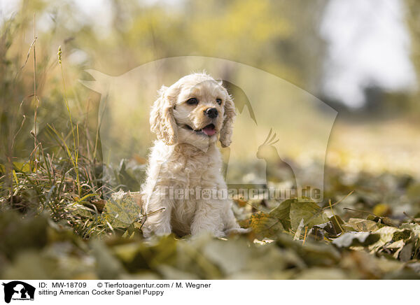 sitzender American Cocker Spaniel Welpe / sitting American Cocker Spaniel Puppy / MW-18709
