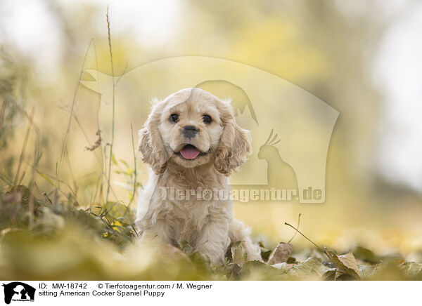 sitzender American Cocker Spaniel Welpe / sitting American Cocker Spaniel Puppy / MW-18742