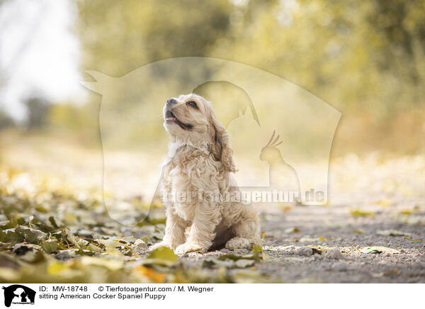 sitzender American Cocker Spaniel Welpe / sitting American Cocker Spaniel Puppy / MW-18748