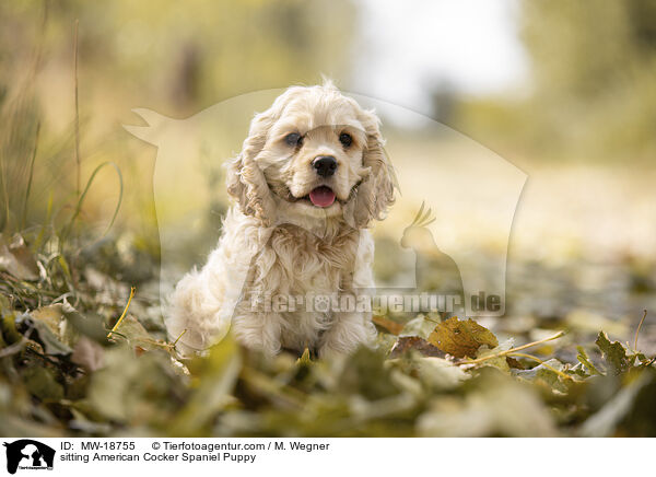 sitzender American Cocker Spaniel Welpe / sitting American Cocker Spaniel Puppy / MW-18755