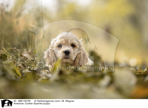 American Cocker Spaniel Welpe / American Cocker Spaniel puppy / MW-18759