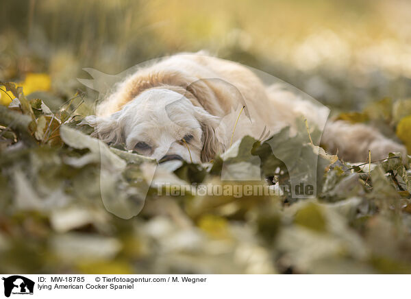 liegender American Cocker Spaniel / lying American Cocker Spaniel / MW-18785