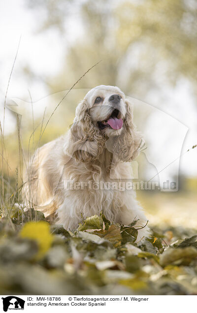 stehender American Cocker Spaniel / standing American Cocker Spaniel / MW-18786