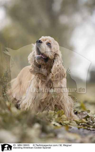 stehender American Cocker Spaniel / standing American Cocker Spaniel / MW-18803