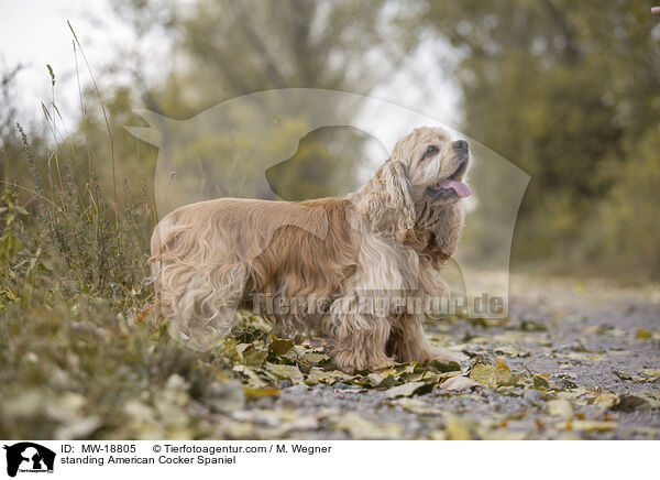 stehender American Cocker Spaniel / standing American Cocker Spaniel / MW-18805