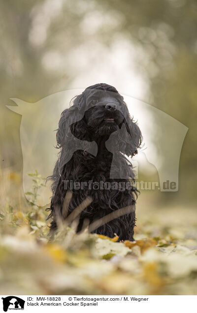 black American Cocker Spaniel / MW-18828