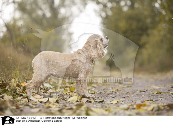 standing American Cocker Spaniel / MW-18843