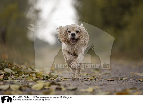running American Cocker Spaniel / MW-18844