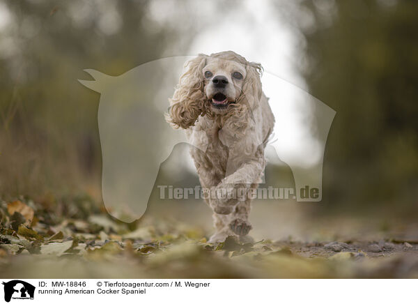 running American Cocker Spaniel / MW-18846