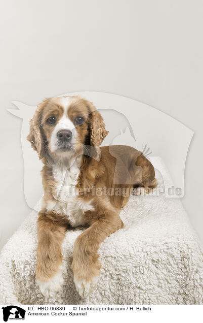 American Cocker Spaniel / HBO-06880