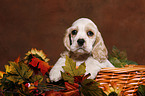 Spaniel in basket